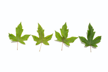 Green maple leaves on white background