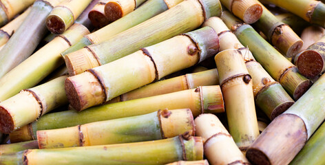 Cut sugar cane for planting