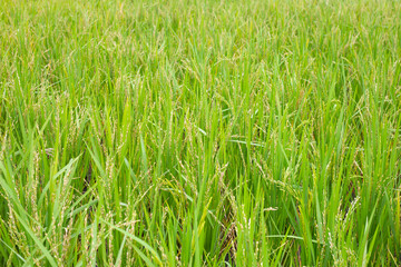 Rice plant in rice field.