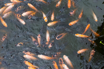 Fototapeta na wymiar Red tilapia fish in the pond