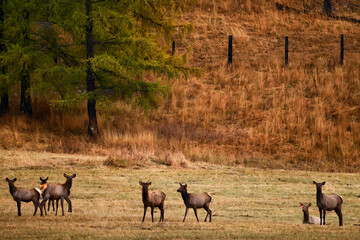 deer in the pasture animals wildlife no people