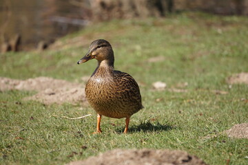Ente
