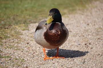 Ente