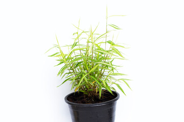 Green yellow plant in pot on white background. Top view of Thyrsostachys Siamensis Gamble or Cat bamboo