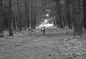 Caminata por el bosque 