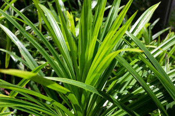 Fototapeta premium Green pandan leaves in the garden.