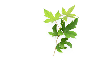 Green maple leaves on white background