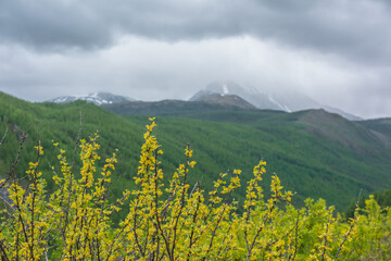Sunlit flowering yellow bushes of caragana on blurry background of high snowy mountains in low...