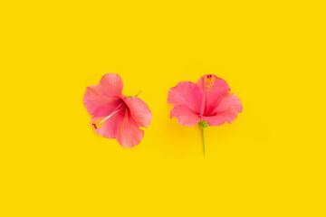 Hibiscus flower on yellow background.