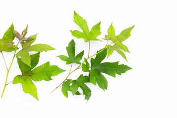 Fototapeta na wymiar Green maple leaves on white background