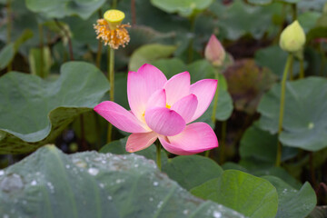 Pink lotus flower blooming in pond with green leaves