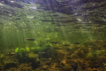 school of fish freshwater aquarium, background ecology fish underwater