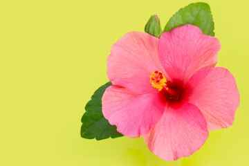 Hibiscus flower on green background.
