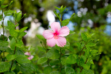 Blossom of pink hibiscus flower on tree