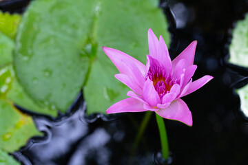 Nymphaea lotus flower with leaves, Beautiful blooming water lily