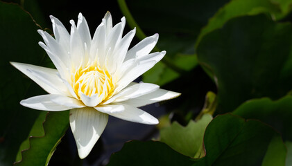 Nymphaea lotus flower with leaves, Beautiful blooming water lily