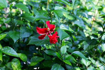 Blossom of hibiscus flower on tree