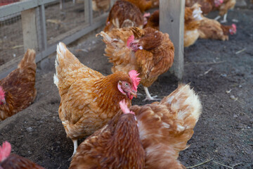 Hens in the chicken farm. Organic poultry house.