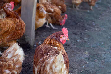 Hens in the chicken farm. Organic poultry house.