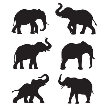 Set of African elephant silhouette on white background