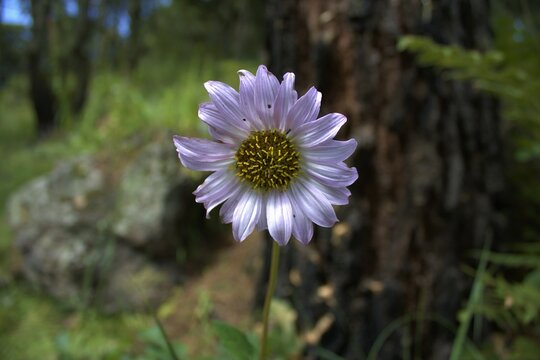 Girasol Blanco 