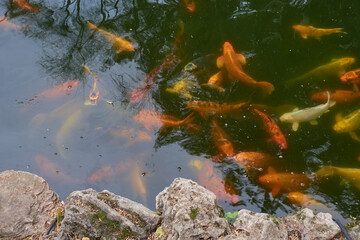 Golden carp swim in the pond and eat food. Fish food is scattered on gray stones.