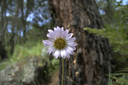 Girasol Blanco 