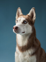 husky on a blue background. Beautiful dog in the studio
