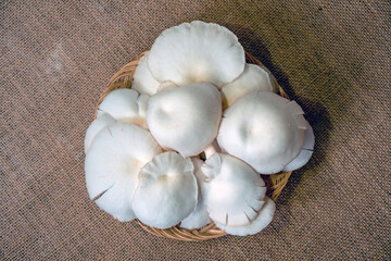 Close-up of oyster mushroom cultivation which is organic farming is increasingly popular with farmers, photos of oyster mushrooms have been harvested and placed in a plate before being packaged