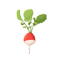 Autumn harvest, vegetables. Radish painted on a white background.