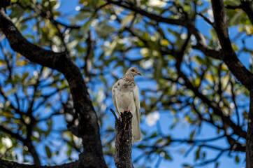 White and Tan Pigeon on a Bare Branch with aGreen  Leaf Canopy Background.