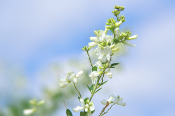 萩の花(白)