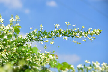 ハギの花（白）