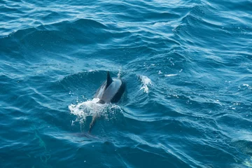 Zelfklevend Fotobehang dolphin jumping out of water © vivienne