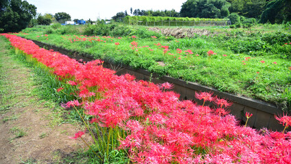 小川の土手いっぱいに咲く彼岸花2