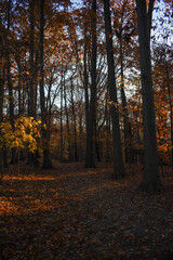 Obraz premium autumn in the park