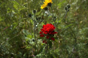 Hermosa Flor Roja 