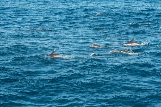 dolphins in the ocean