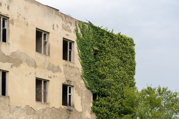 Fototapeta na wymiar An abandoned building with windows without glass overgrown with a green plant bindweed