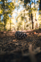 pine cone in the forest fall time