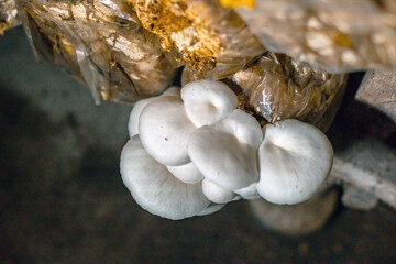Close-up of oyster mushroom cultivation which is an organic farming increasingly favored by farmers, oyster mushrooms growing in sacks on wooden shelves