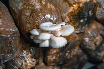 Close-up of oyster mushroom cultivation which is an organic farming increasingly favored by farmers, oyster mushrooms growing in sacks on wooden shelves