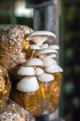 Close-up of oyster mushroom cultivation which is an organic farming increasingly favored by farmers, oyster mushrooms growing in sacks on wooden shelves