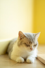 cat with his eyes closed. cat lies clasped and closed his eyes