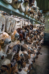 Close-up of red ear mushrooms that are still in the bag and have not been harvested, cultivation of red ear mushrooms lined up on a wooden shelf in the room