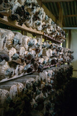 Close-up of red ear mushrooms that are still in the bag and have not been harvested, cultivation of red ear mushrooms lined up on a wooden shelf in the room