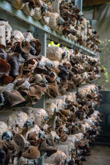 Close-up of red ear mushrooms that are still in the bag and have not been harvested, cultivation of red ear mushrooms lined up on a wooden shelf in the room
