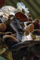 Close-up of red ear mushrooms that are still in the bag and have not been harvested, cultivation of red ear mushrooms lined up on a wooden shelf in the room