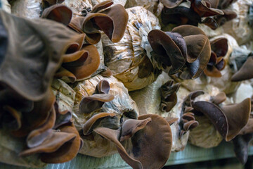 Close-up of red ear mushrooms that are still in the bag and have not been harvested, cultivation of red ear mushrooms lined up on a wooden shelf in the room