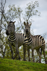 Zebras